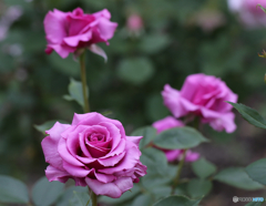 バラ３　ー北播磨余暇村公園ー