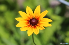 花一輪　~庭にて~