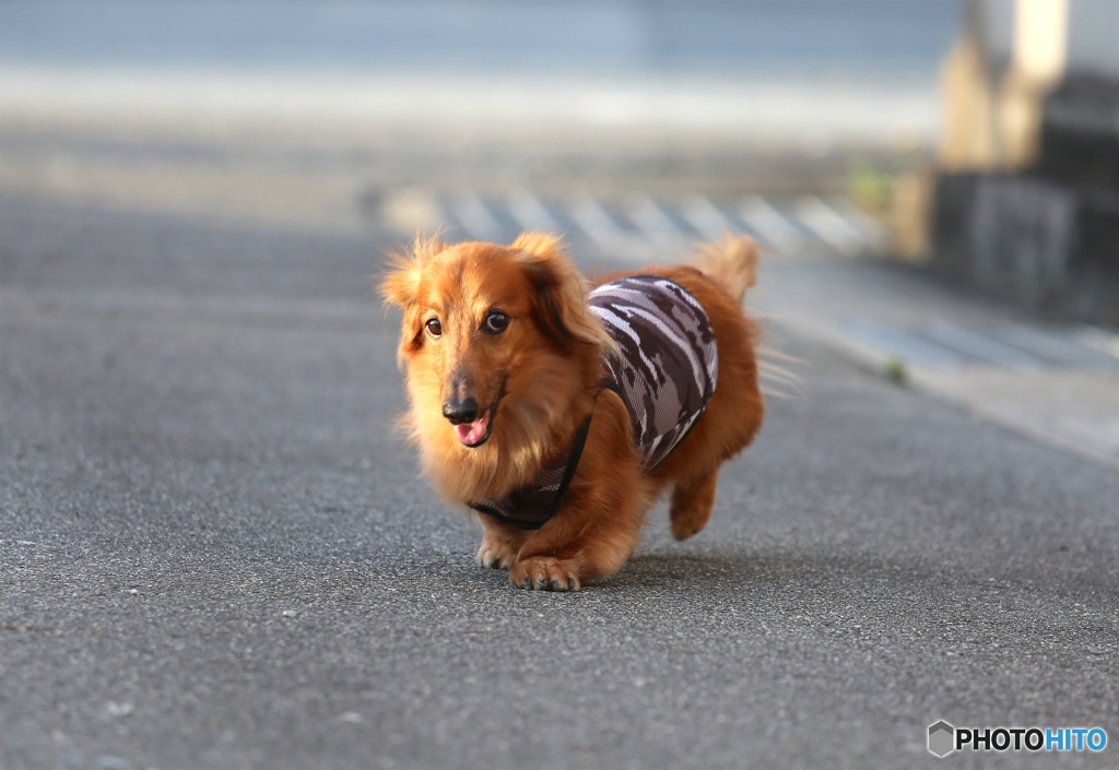 マー君　ー老犬ですー