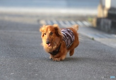 マー君　ー老犬ですー