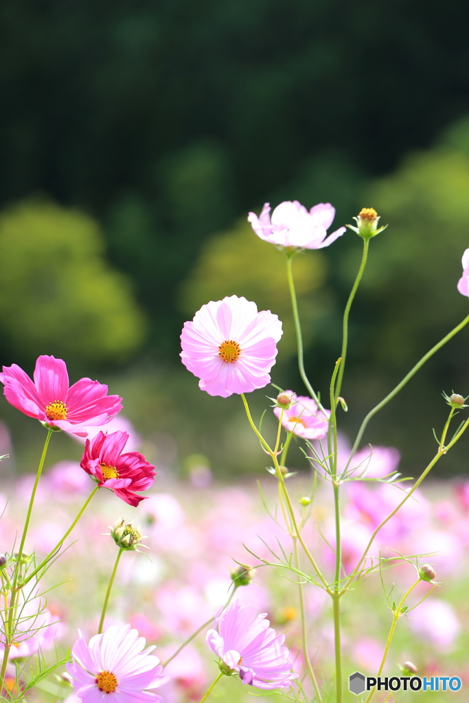 コスモス