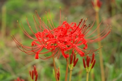 彼岸花１