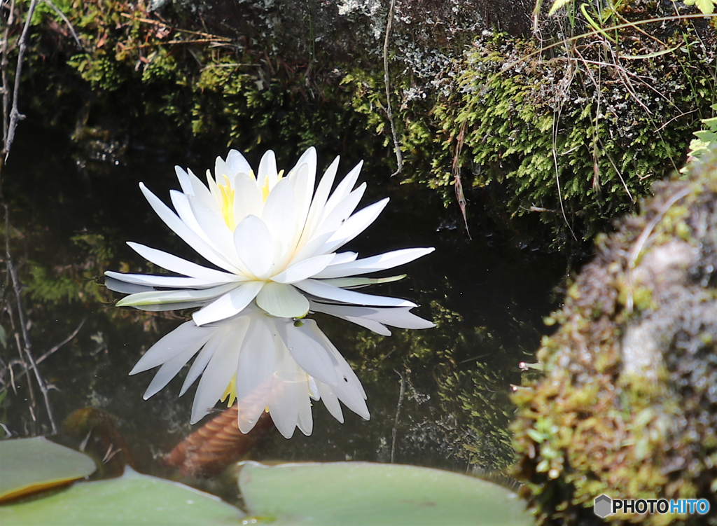 睡蓮２　ー北播磨余暇村公園ー