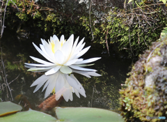 睡蓮２　ー北播磨余暇村公園ー