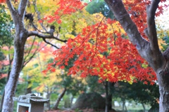 紅葉アンブレラ