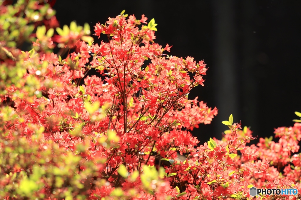 キリシマツツジ