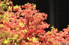 キリシマツツジ