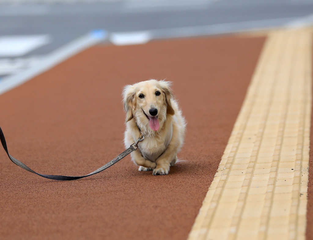 お散歩クウちゃん　ーカメラ目線だよー