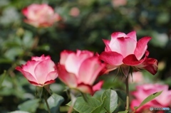 バラ１　ー北播磨余暇村公園ー