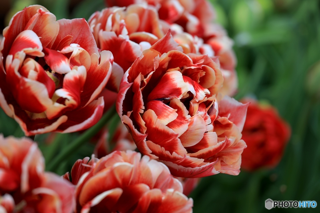 チューリップ４