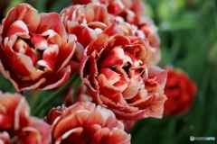 チューリップ４