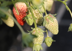 未熟ですが！　ーイチゴだよ〜