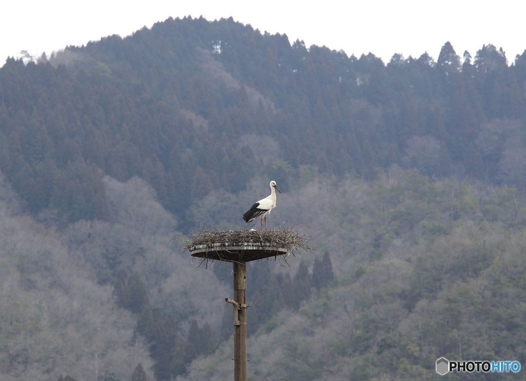 コウノトリの営巣　コウノトリの郷にて