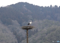 コウノトリの営巣　コウノトリの郷にて