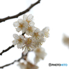 モノトーン　桜華２
