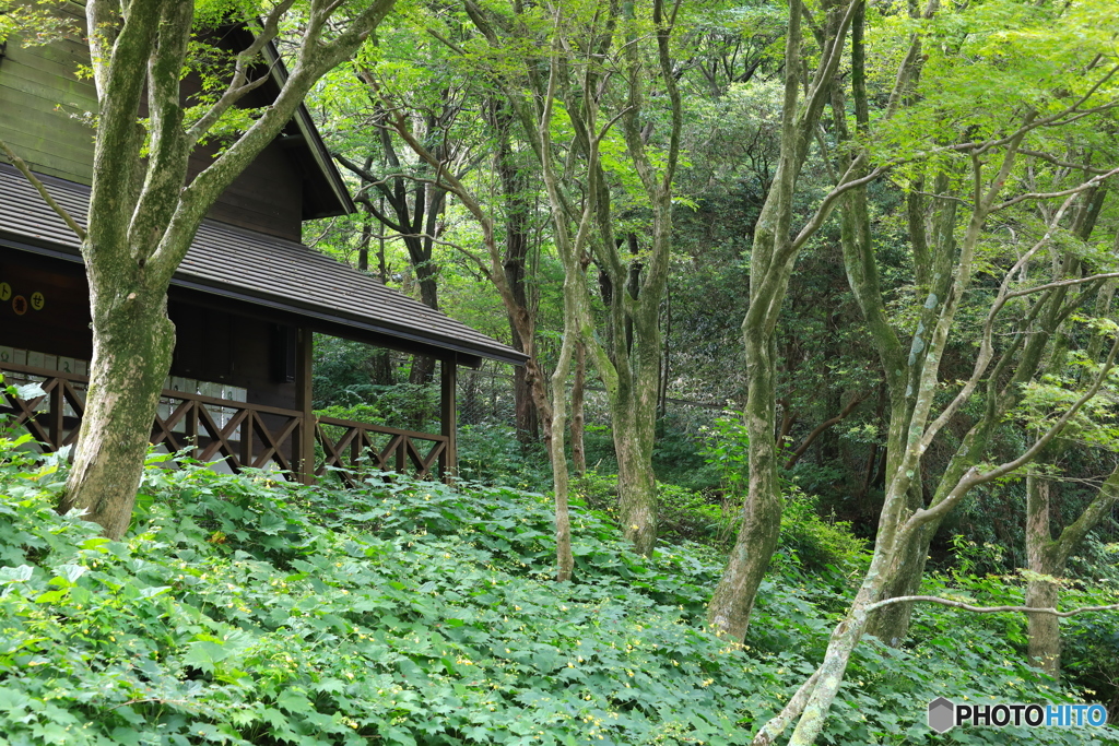 六甲高山植物園にて