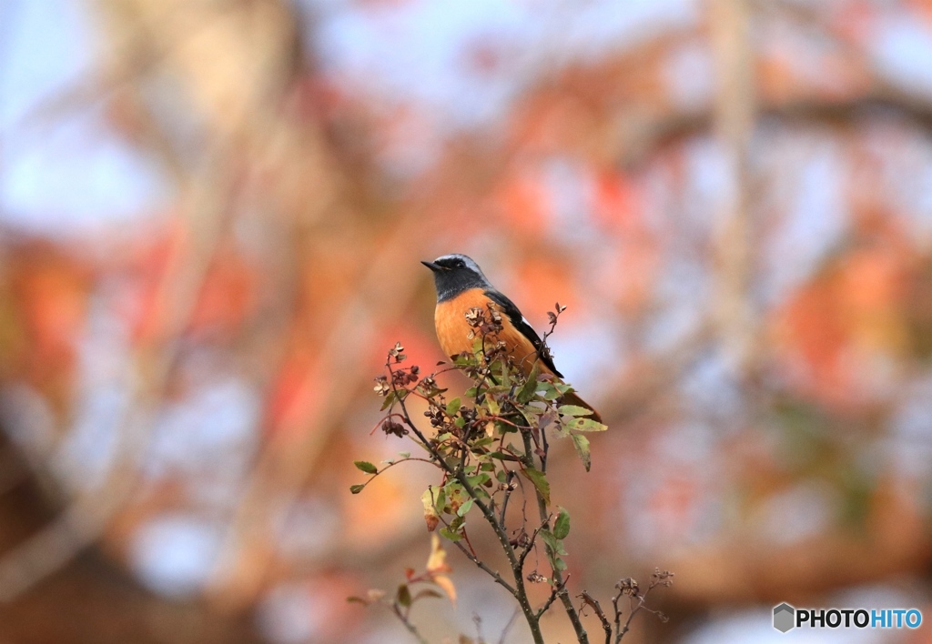 秋色ジョビちゃん