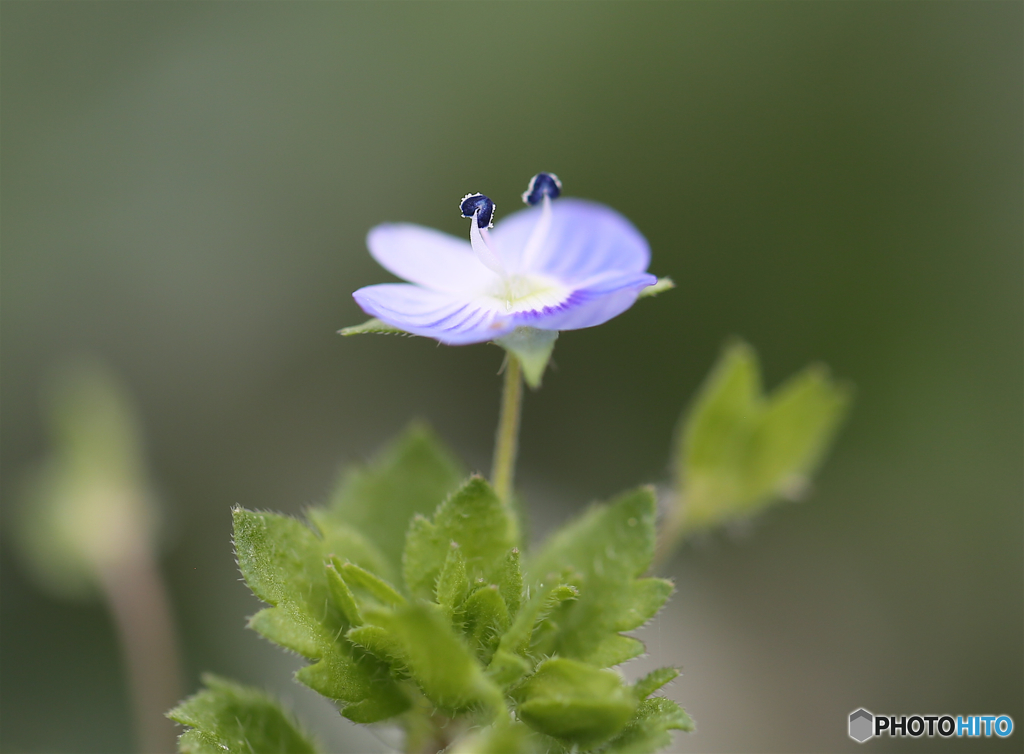 オオイヌノフグリ