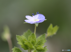 オオイヌノフグリ