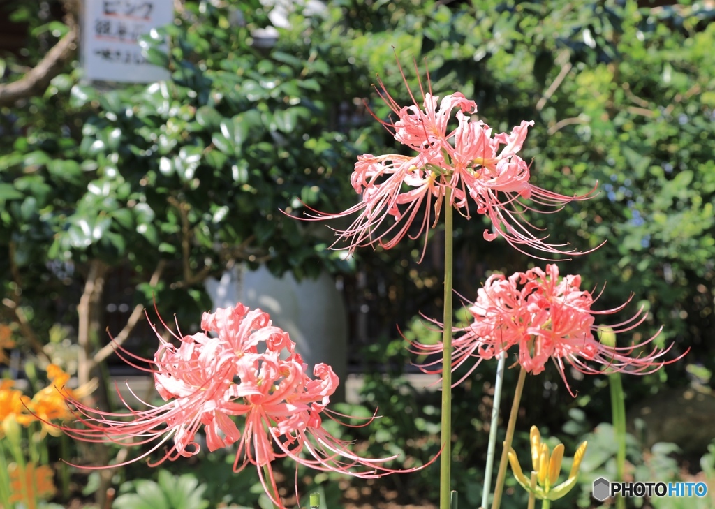 彼岸花（ピンク）