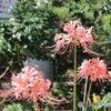 彼岸花（ピンク）