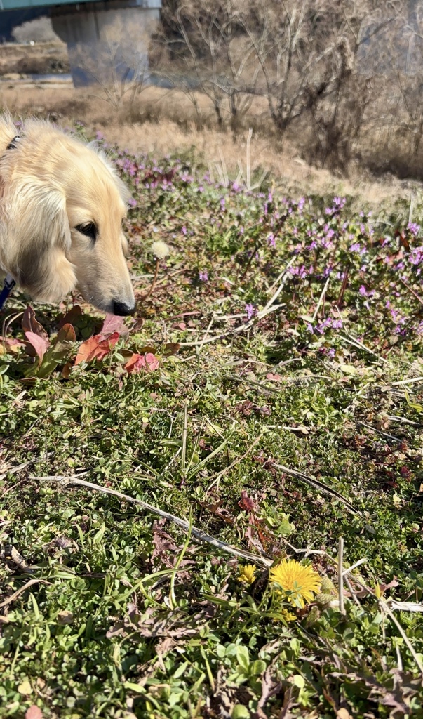 春のきざし2  散歩道にて　クウちゃんです