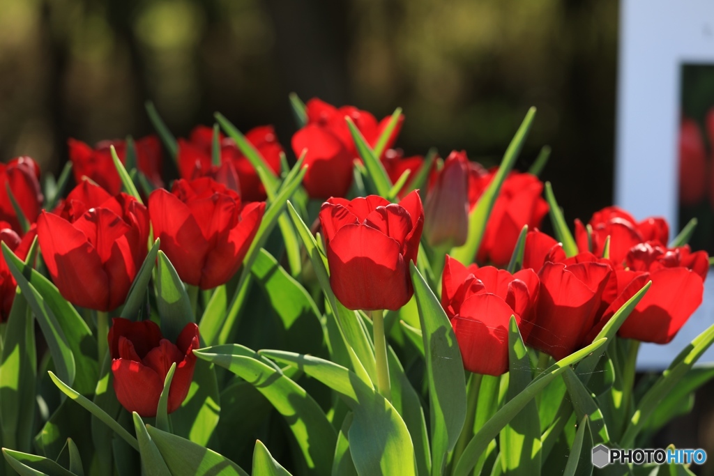チューリップ２