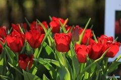 チューリップ２