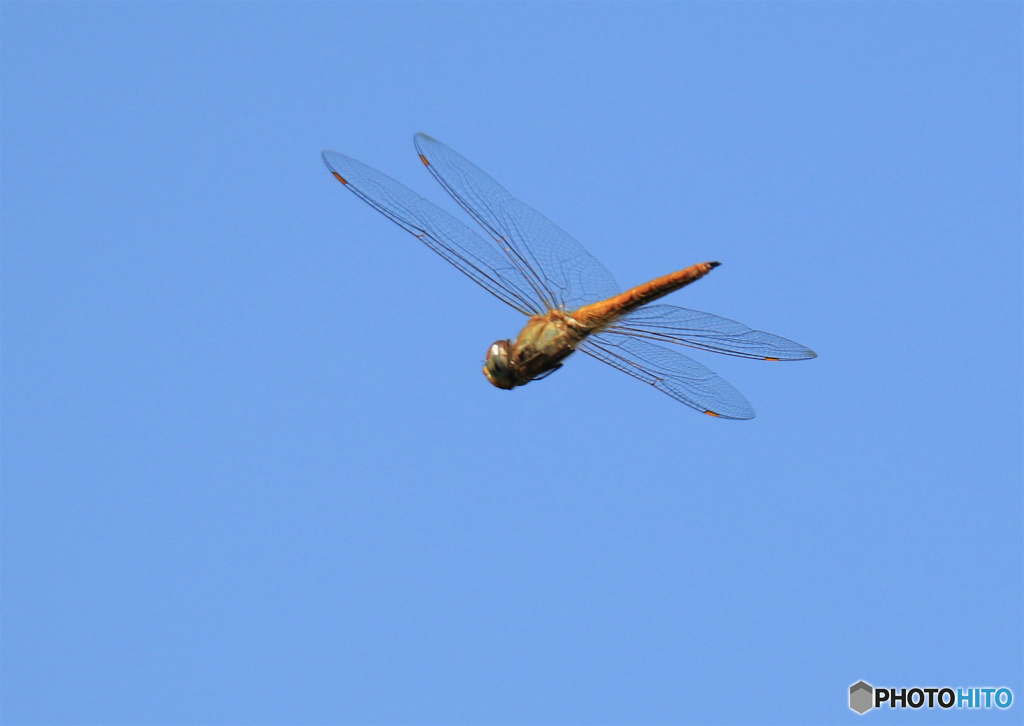 アキアカネー飛行中ー