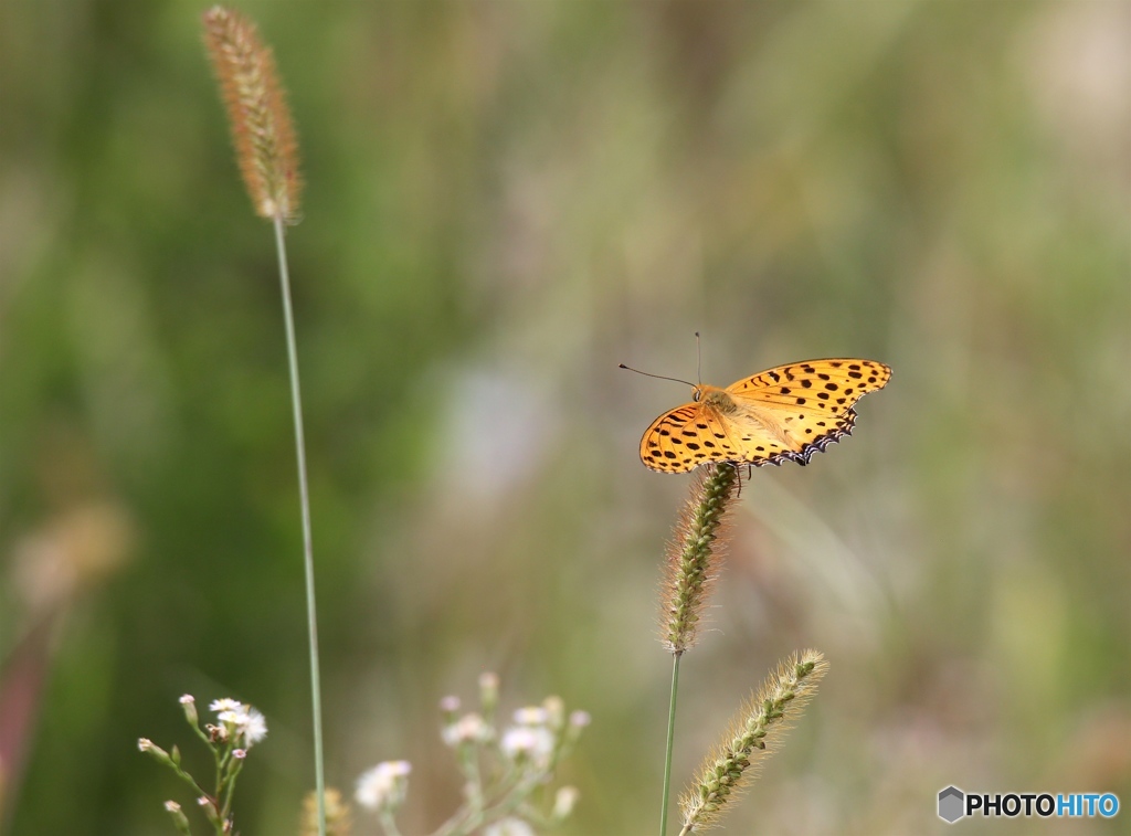 チョウさん　-a022試し撮り-