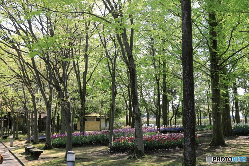 となみチューリップ公園にて２