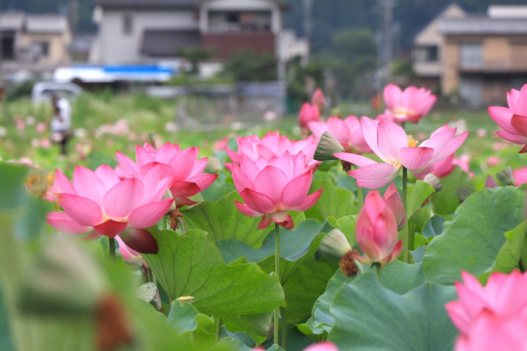 ヤマサ蒲鉾　蓮の花苑にて　その２