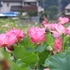 ヤマサ蒲鉾　蓮の花苑にて　その２