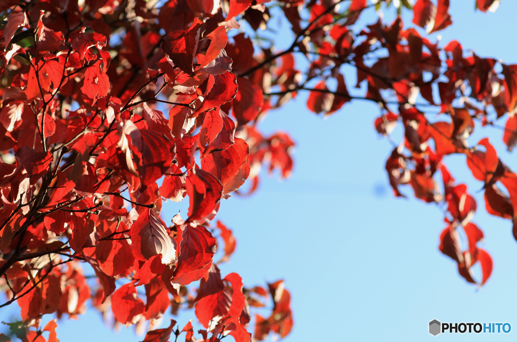 秋色　ー庭にてー