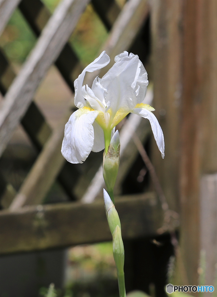 庭にて　eos80d試し撮り