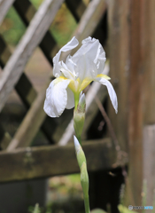 庭にて　eos80d試し撮り