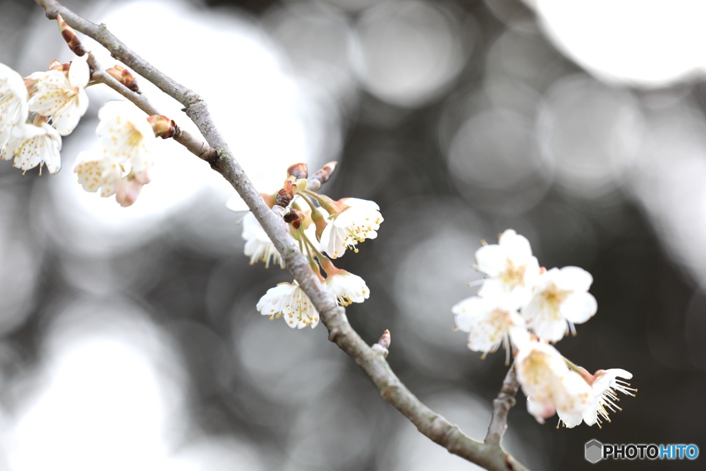 モノトーン　桜華