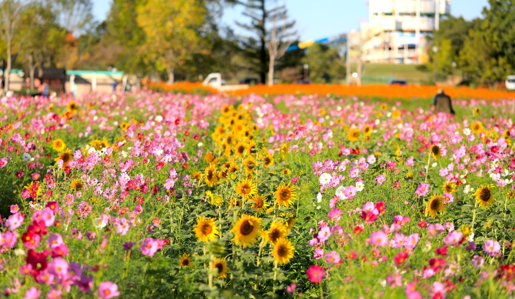 ひまわりの丘公園にて１