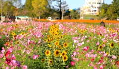 ひまわりの丘公園にて１