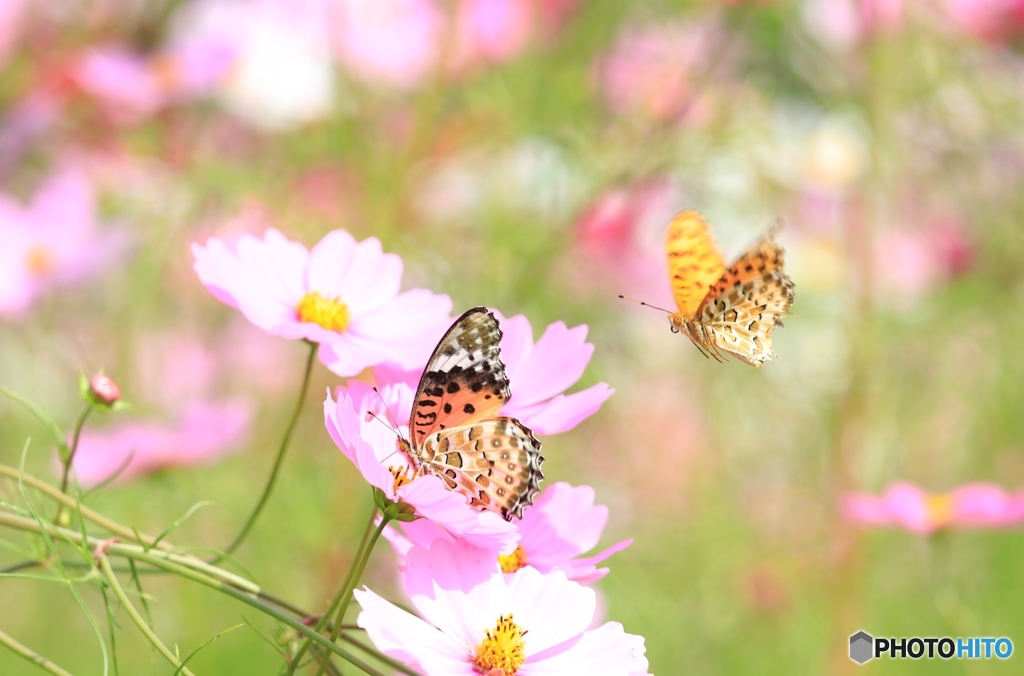 コスモスとチョウさん３