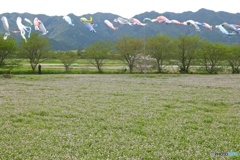 丹波市野上野にて