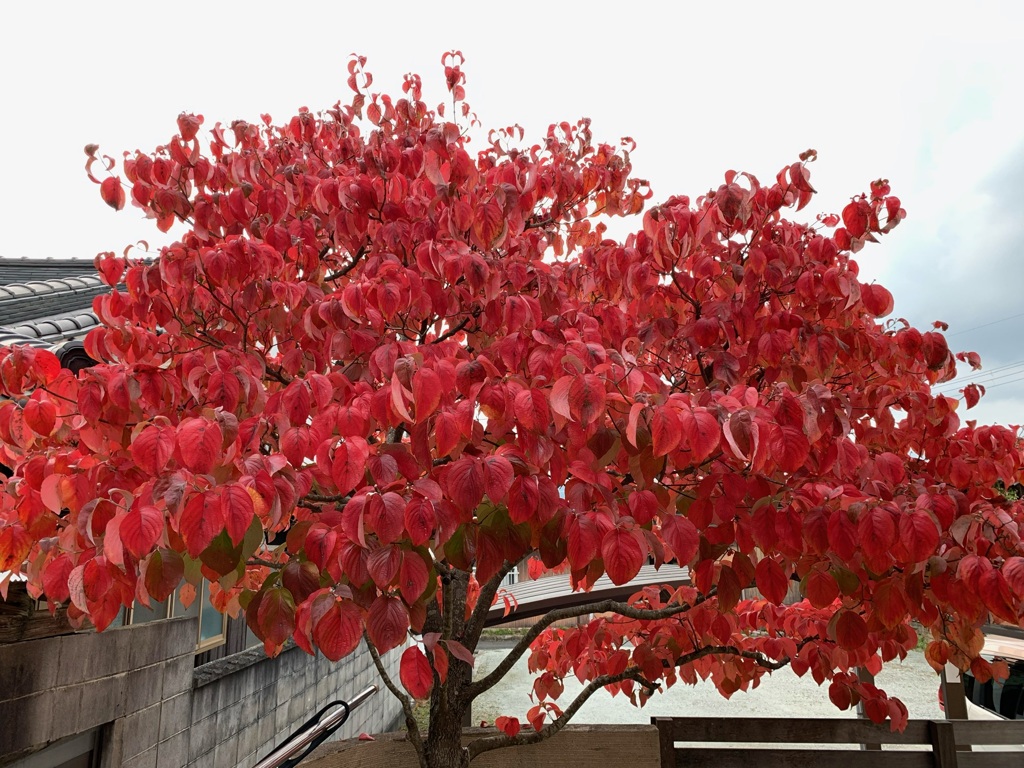 我が家のハナミズキ　紅くなりました