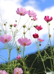 コスモス３