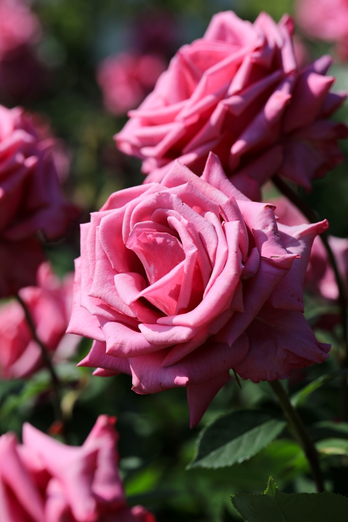 薔薇４　播磨中央公園にて