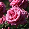 薔薇４　播磨中央公園にて