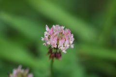 ムラサキツメクサ