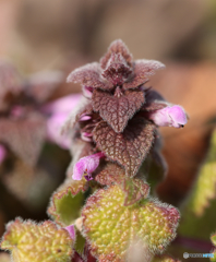 妖怪？（ヒメオドリコソウ）