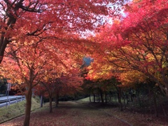 秋色 iPhone 