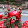 薔薇 その４　ー播磨中央公園にて＝