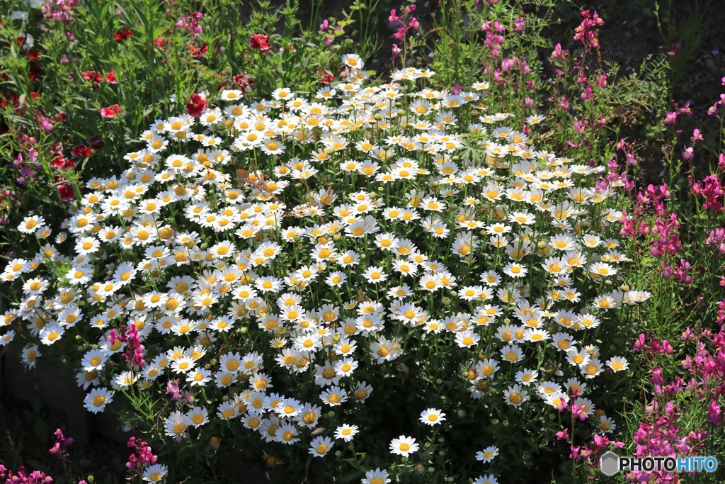 春満開　家の近くにて